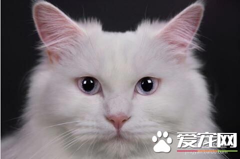 十大最受歡迎的寵物貓品種排行榜
