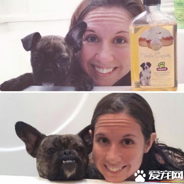 寵物洗澡，真是又尬又萌
