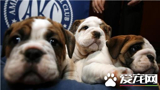 防狂犬病 全臺25風景區禁帶寵物入內
