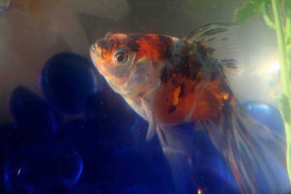 養草金魚最怕什么