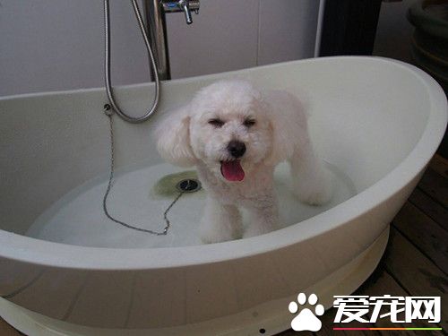 日旅館首推寵物驅魔招健康 狗狗還泡溫泉凈身