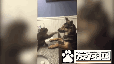 德國牧羊犬和一只貓對打了半天，狗是在搞笑而貓真生氣了