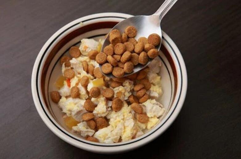 干糧還是濕糧好？ 怎樣給寵物選擇最合適的食物呢？
