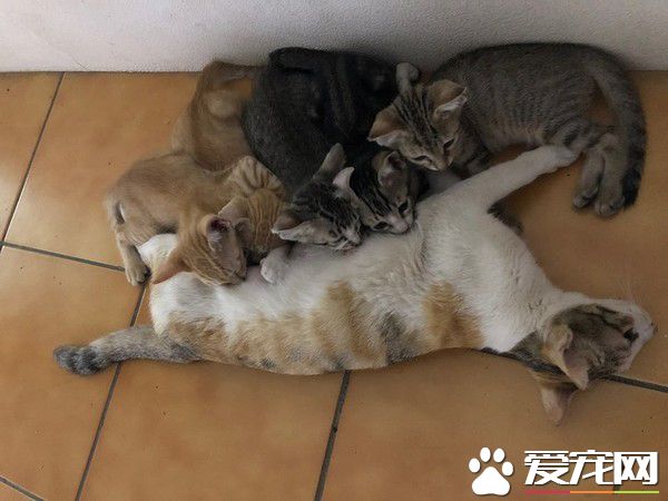 貓媽胸前掛兩喪尸超辛苦 上廁所也不得安寧