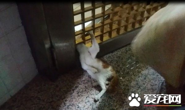 小貓頭卡鐵門越掙扎越緊 屋主抹油救出當場收編