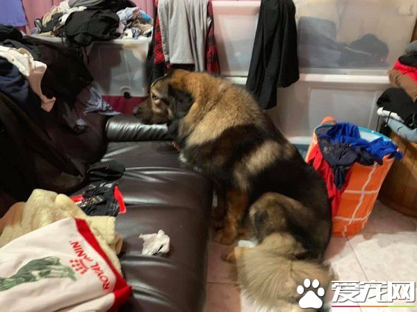 高加索汪幫小貓理毛 阿母：每只都跟淋雨一樣!