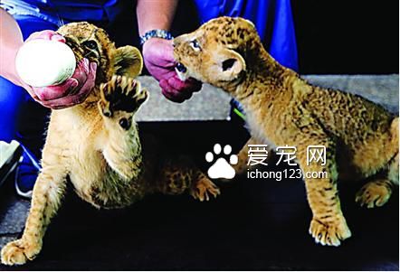 飼養員給動物寶寶喂奶。??
