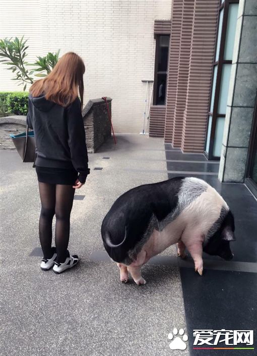 絕對不會長大的迷你豬 幾個月后讓飼主傻眼