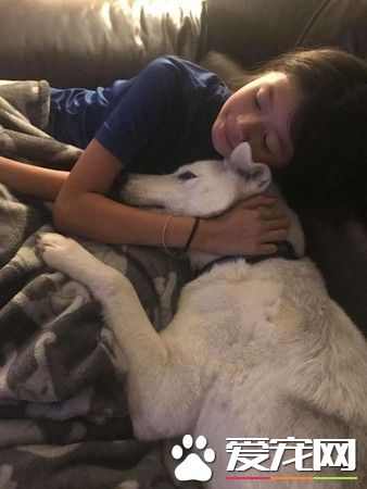 排上安樂死名單的哈士奇 被獲救后變身美麗天鵝
