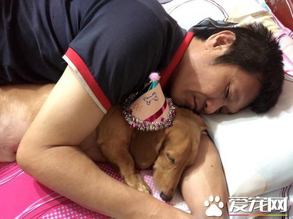 臘腸犬曾被關在陽臺 如今變爸媽親生的