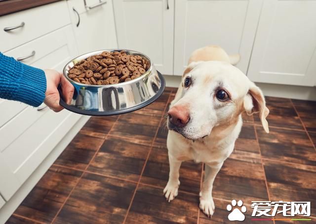 狗飲食禁忌：36種食物不利于狗的健康