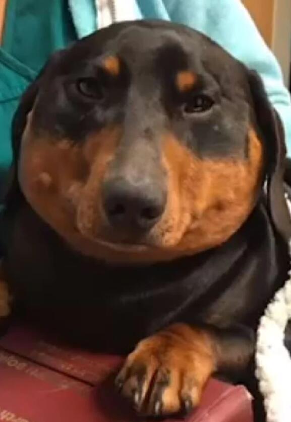 氣管損傷 小臘腸犬異常膨脹成密封袋