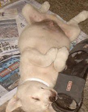 寵物犬戴上“狼牙口套”一秒變兇殘