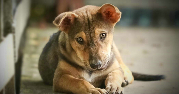 狗狗肚子咕嚕咕嚕響嘔吐