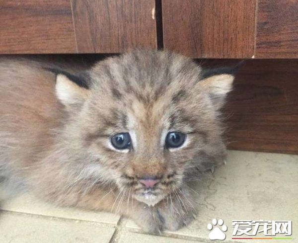 馬修偶遇小貓竟是被丟棄的猞猁  舉手之勞救猞猁命