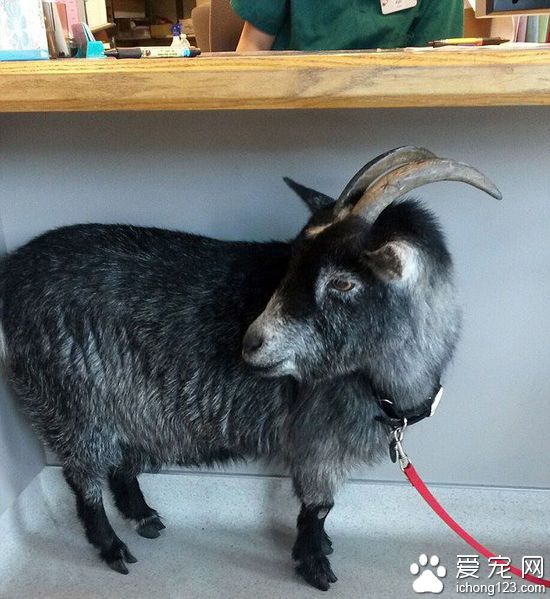 美國<a href=/ target=_blank class=infotextkey>寵物</a>山羊闖進星巴克　店員用香蕉引誘遭拒絕