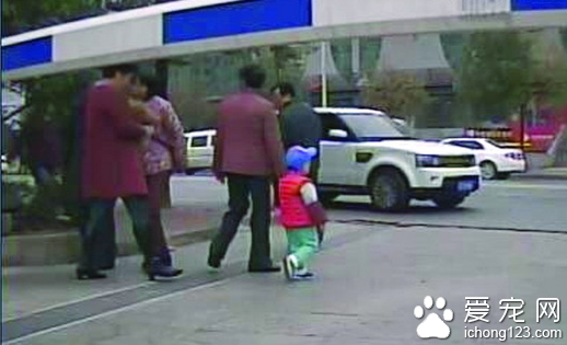 相伴4年的貴賓犬突然走丟 主人難過睡不著覺