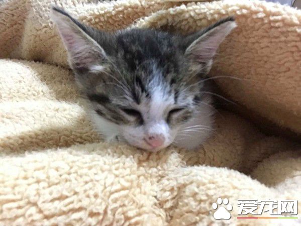 奴才還不快護駕! 鉆棉被自嗨被3貓蓋布袋群毆