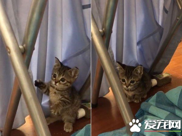喵星人伸魔爪被抓包 狐獴站姿萌翻網友