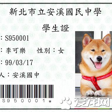 探秘：FACEBOOK上火的一塌糊涂的八只網紅柴犬