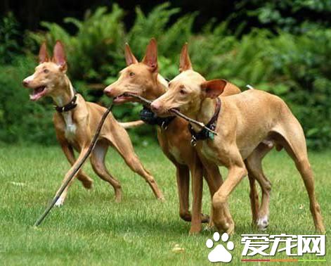 狗狗智商排行榜，你家狗狗排第幾？