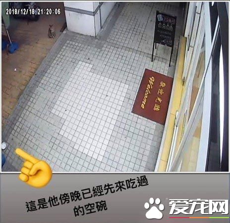 浪浪臭臉坐門口堵人討罐 小V臉逐漸變成饅頭臉