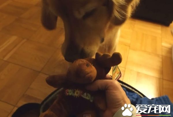 超現實黃金獵犬 主人回家熱情迎接后要拿禮物