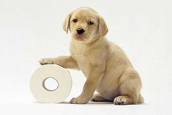 幼犬打噴嚏