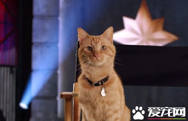 《驚奇隊長》預告曝光 寵物貓身影萌化影迷