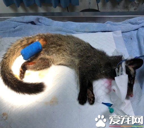受傷野生動物不停哀嚎 動保員緊急為白鼻心救援