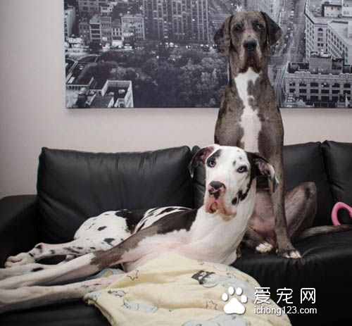 大丹犬也是狗界的表情帝，真是活力無限啊！