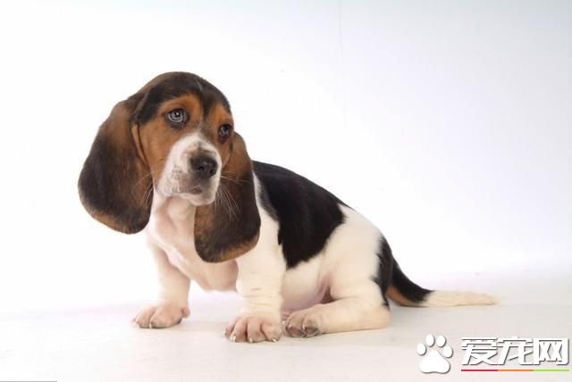 為什么主人懲罰自己的狗，狗狗不會反抗？看完鼻頭一酸！