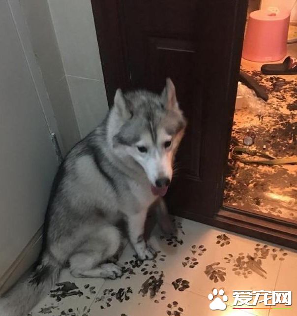 為什么那么多人養哈士奇 解密養哈士奇是一種什么樣的體驗