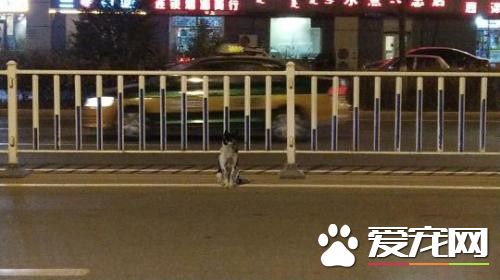 現實版的忠犬八公！小狗苦等車禍身亡女主人80天