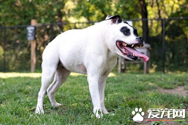 主人甘愿為它丟飯碗　罕見駝背比特犬