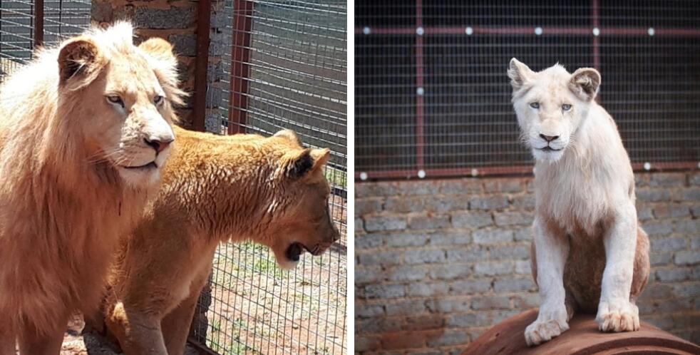 3歲稀有小白獅將被拍賣 幸得神秘贊助商拯救