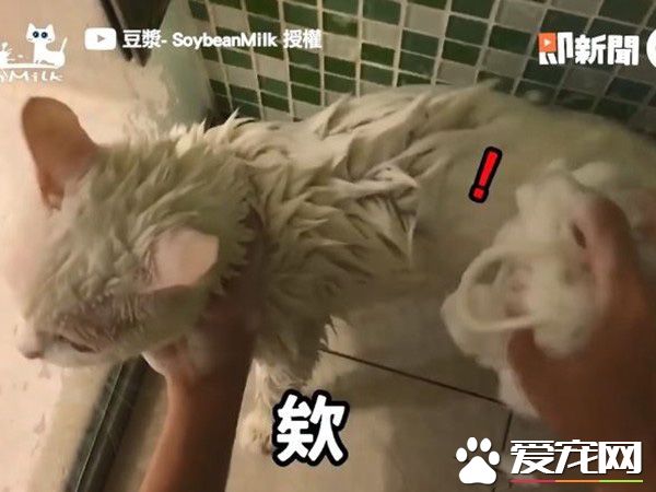 貓界女神豆漿不小心讓身體沾上屎味 被奴才抓洗澡