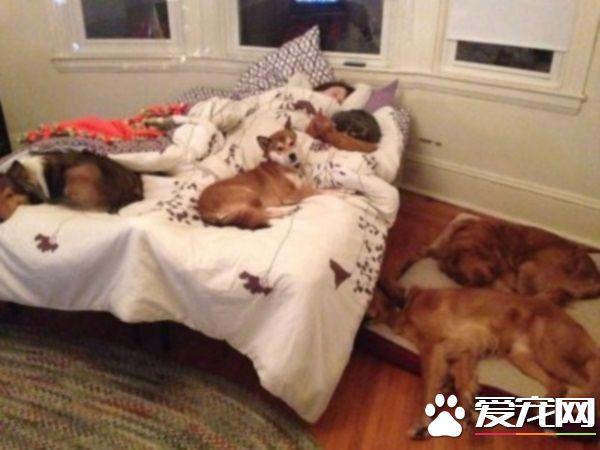 多寵家庭是怎樣的光景？一起看看他們的熱鬧生活