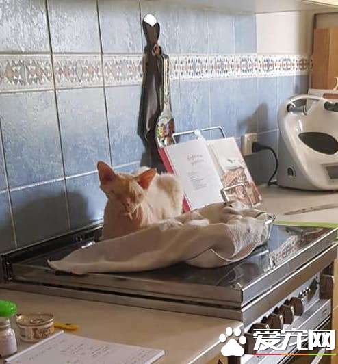 怕冷無毛貓哪里熱熱哪里窩 熱熱的布朗尼遭踩扁