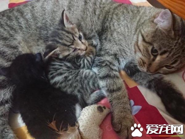 母愛爆棚的中途貓咪 主動照顧孤兒小貓