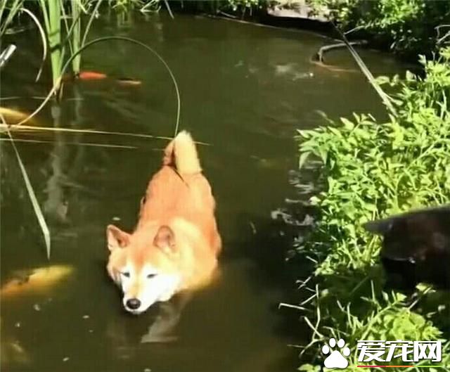 <a href=/zhonglei/fish/ target=_blank class=infotextkey>魚</a>：“這狗最大的缺點就是，掉毛”