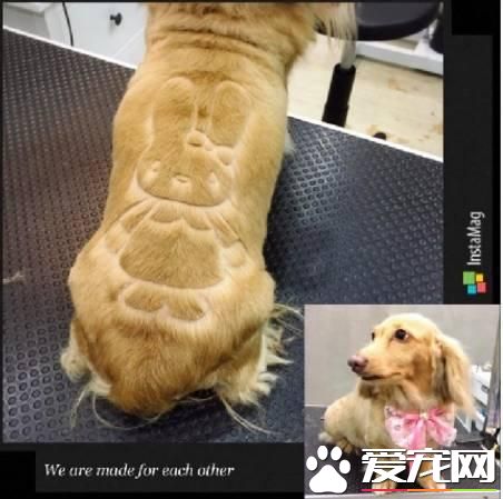 臺灣的這家寵物美容院上了國外新聞，只因有這么個任性的老板