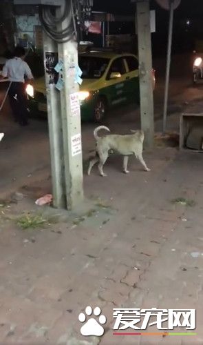 癱瘓狗拖著后腳慢慢爬 好心司機幫忙竟奇跡復原