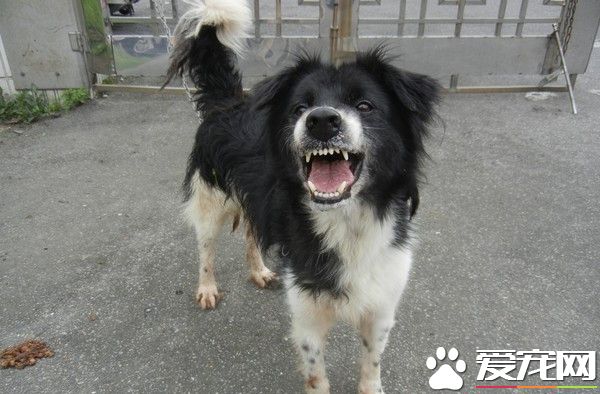 米克斯愛咬人遭棄養 原來是管教過嚴讓它壓力大