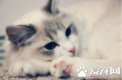 十大最受歡迎的寵物貓品種排行榜