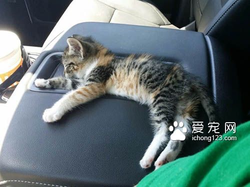 為了熟睡的小貓咪，男子寧愿停車等待一小時