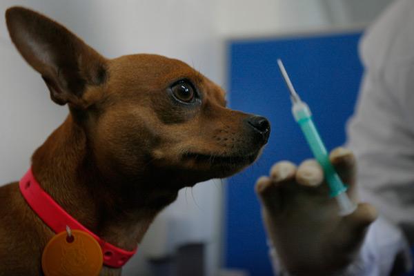10天觀察法可排除狂犬病？中國人這樣說的