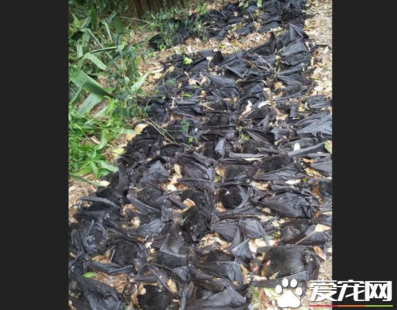 昆士蘭州熱浪來襲 5500只蝙蝠受高溫刺激暴斃