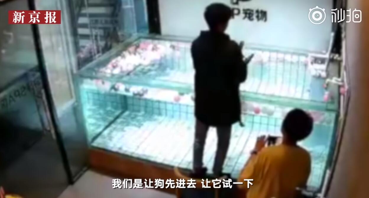 心痛！法斗學游泳溺亡 主人在一邊卻不施以援手