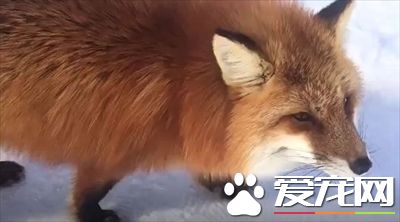 被尾隨怎么甩都甩不掉 原來是某只小可愛